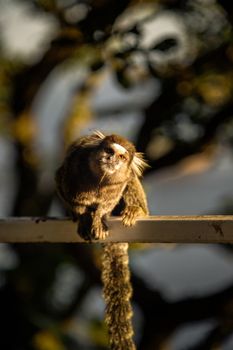 Sagui Monkeys are friendly hand sized little monkeys that are found in the tropical coastal rainforest, Morro De Leme, Rio De Janeiro, Brazil
