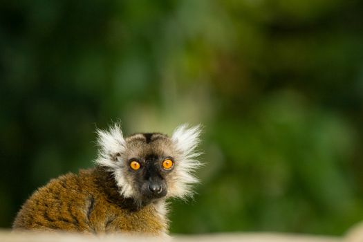 Little Lemur showing its great orange eyes like if it was scared of something, Miami, Florida, USA