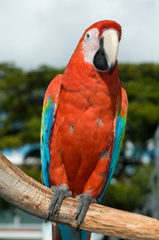 Close-up of a Scarlet Macaw (Ara macao) perching on a tree branch, Miami, Miami-Dade County, Florida, USA