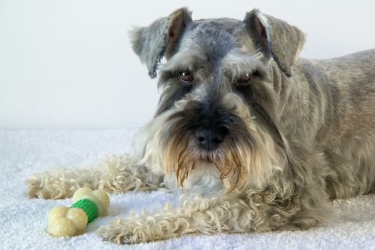 Portrait of salt and pepper schnauzer dog with bone on carpet.