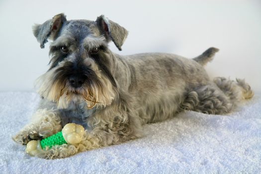 Cute salt and pepper schnauzer dog with toy bone on white carpet.