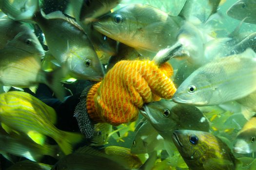 Close-up of a person's hand feeding fish, Miami, Miami-Dade County, Florida, USA