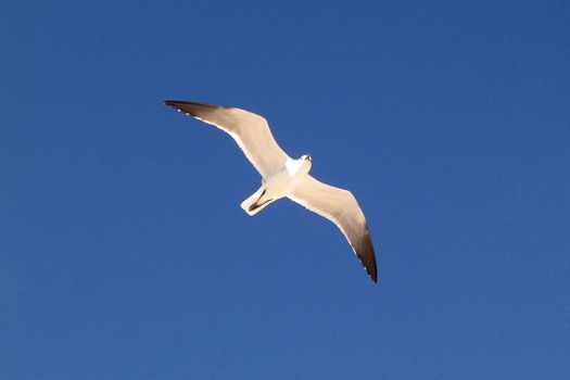 Seagull bird in flight with spread wings, blue sky background.