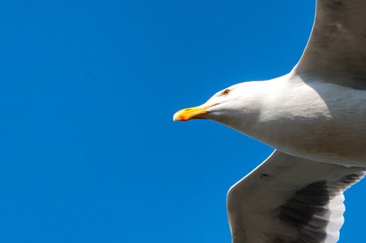 Low angle view of a seagull flying, Pier 39, San Francisco, California, USA