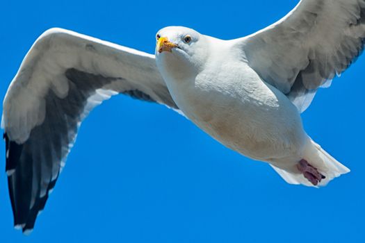 Low angle view of a seagull flying, Pier 39, San Francisco, California, USA