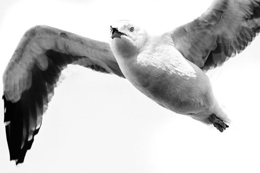 Low angle view of a seagull flying, Pier 39, San Francisco, California, USA