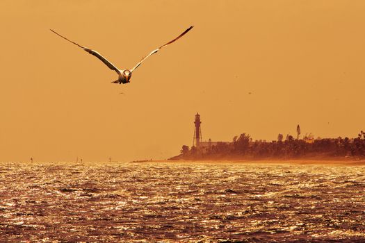 Seagull flying over Deerfield Beach with a lighthouse in the background, Florida, USA