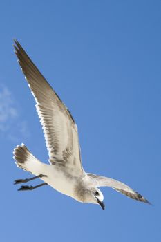 Low angle view of a seagull flying in the sky