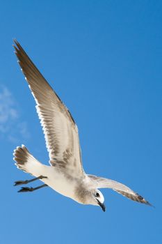 Low angle view of a seagull flying in the sky, Miami, Miami-Dade County, Florida, USA