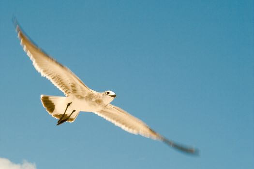 Low angle view of a seagull flying in the sky, Miami, Miami-Dade County, Florida, USA