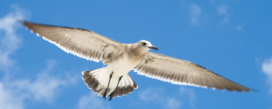 Low angle view of a seagull flying in the sky, Miami, Miami-Dade County, Florida, USA