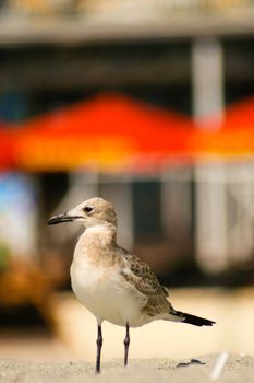 Close-up of a seagull on the beach, Miami, Miami-Dade County, Florida, USA