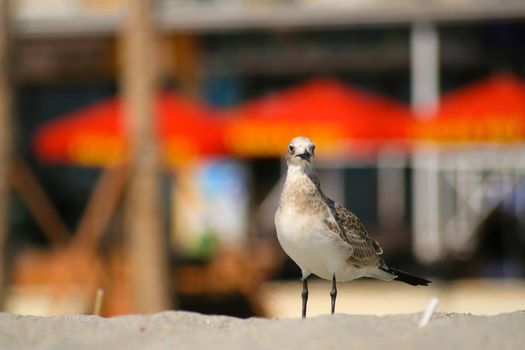 Portrait of seagull on sandy beach with colorful background.