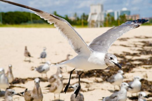 Seagulls on the beach, Miami, Miami-Dade County, Florida, USA