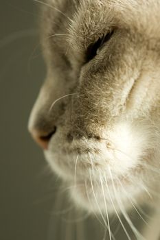 Side portrait of Siamese Blue point cat with eyes closed.