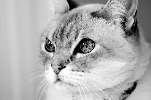 Siamese blue point cat close up in black and white.