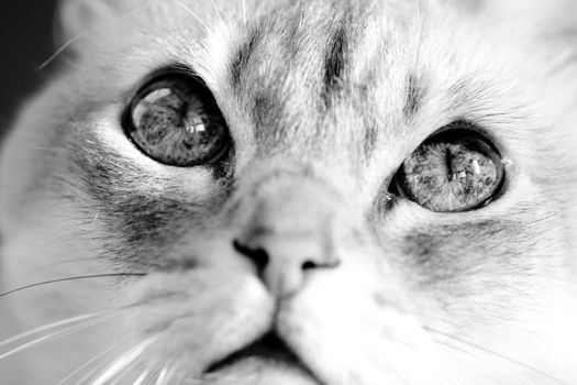 Close-up of a Siamese blue point cat named Gabi