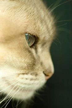 Close-up of a Siamese blue point cat named Gabi