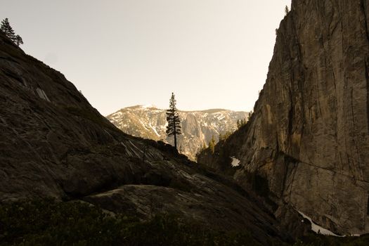 Silhouette of a tree on mountain, Yosemite Valley, Yosemite National Park, California, USA