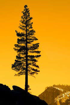 Silhouette of a tree at dusk, Yosemite Valley, Yosemite National Park, California, USA