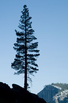 Silhouette of a tree at dusk, Yosemite Valley, Yosemite National Park, California, USA