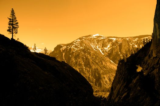 Silhouette of a tree on a mountain, Yosemite Valley, Yosemite National Park, California, USA