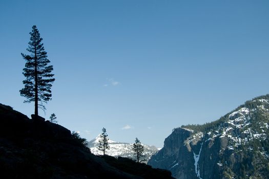 Silhouette of a tree on a mountain, Yosemite Valley, Yosemite National Park, California, USA