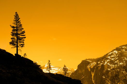 Silhouette of a tree on a mountain, Yosemite Valley, Yosemite National Park, California, USA