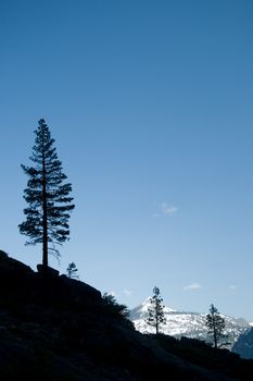 Silhouette of a tree on a mountain, Yosemite Valley, Yosemite National Park, California, USA