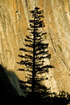 Silhouette of a tree, Yosemite Valley, Yosemite National Park, California, USA