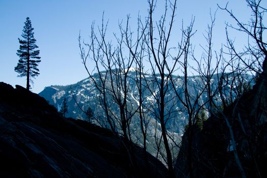 Silhouette of trees at dusk, Yosemite Valley, Yosemite National Park, California, USA