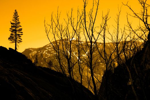 Silhouette of trees at dusk, Yosemite Valley, Yosemite National Park, California, USA