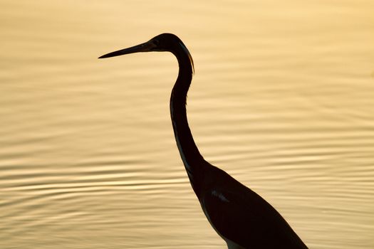 Side portrait of silhouetted bird at sunset with sea or lake in background.