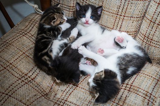 Many cute baby cats cuddling together on a sofa and relaxing 