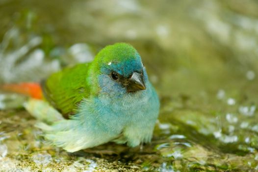 Small bird with green feathers bathing in water.