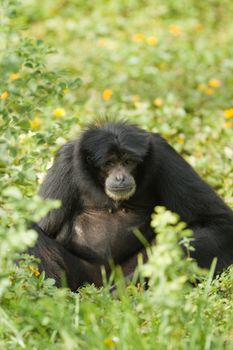 Small black ape stood in flowery meadow or field.