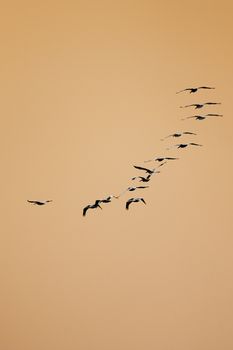 Birds flying in sepia-toned sky.