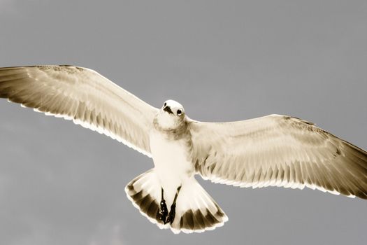 A seagull soaring through the sky.