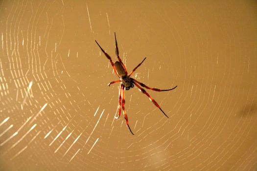 Close-up of a back lit sharp spider on its web