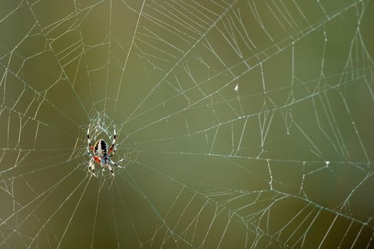 Close-up of a spider web, Everglades National Park, Florida, USA