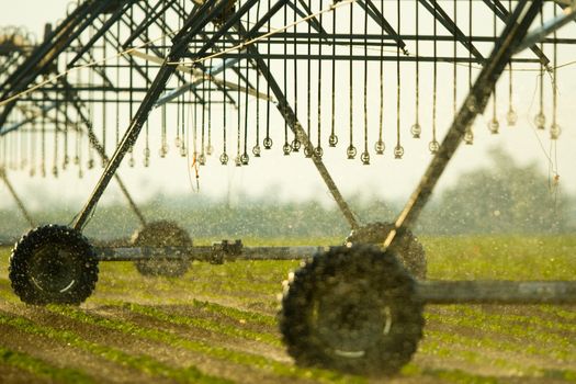 Agricultural sprinkler in a field, Miami, Miami-Dade County, Florida, USA