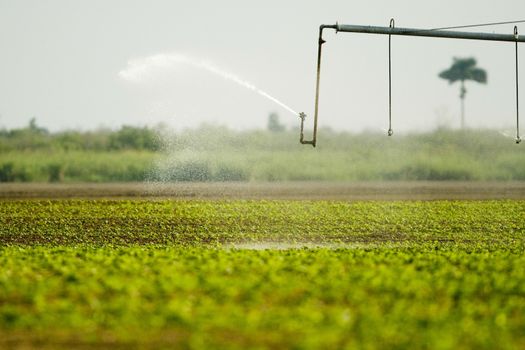 Agricultural sprinkler in a field, Miami, Miami-Dade County, Florida, USA