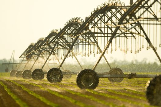 Sprinkler irrigation system on a field in the countryside of Florida.