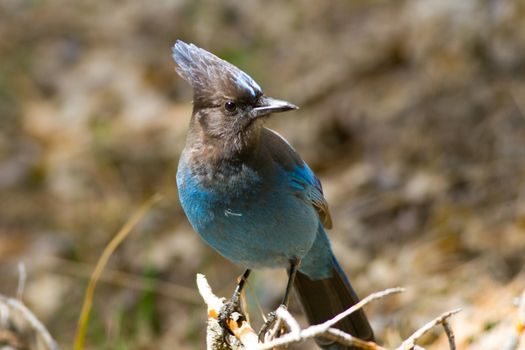 Close-up of a Stellers Jay (Cyanocitta stelleri) perching on a branch, Yosemite Valley, Yosemite National Park, California, USA