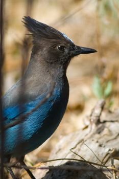 Close-up of a Stellers Jay (Cyanocitta stelleri), Yosemite Valley, Yosemite National Park, California, USA