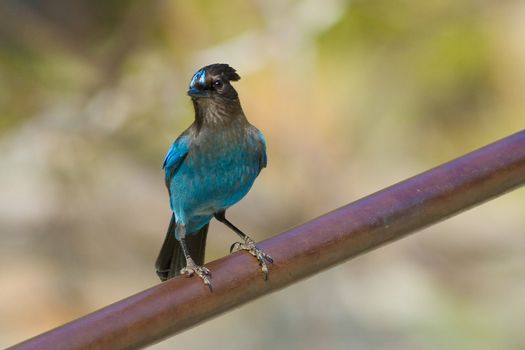 Stellers Jay (Cyanocitta Stelleri) perching on a branch, Yosemite Valley, Yosemite National Park, California, USA