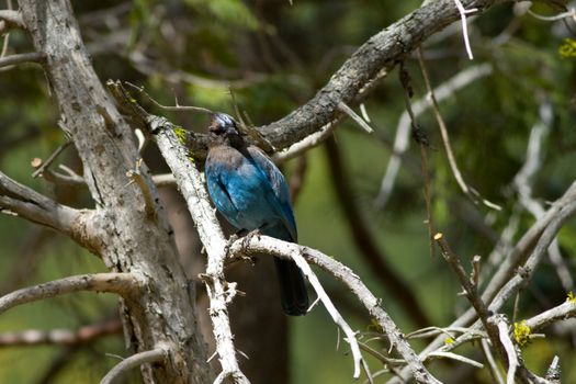 Stellers Jay (Cyanocitta stelleri) perching on a tree branch, Yosemite Valley, Yosemite National Park, California, USA