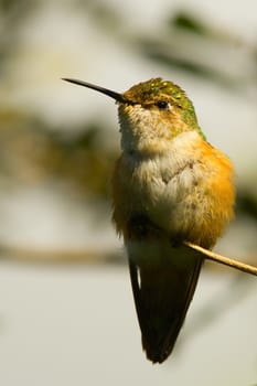 Streamertail hummingbird perching on a branch, Miami, Florida, USA