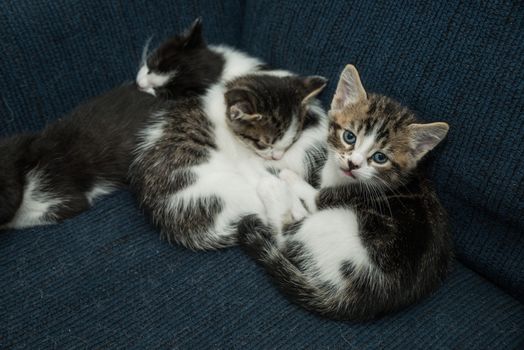 Many cute baby cats cuddling together on a sofa and relaxing 