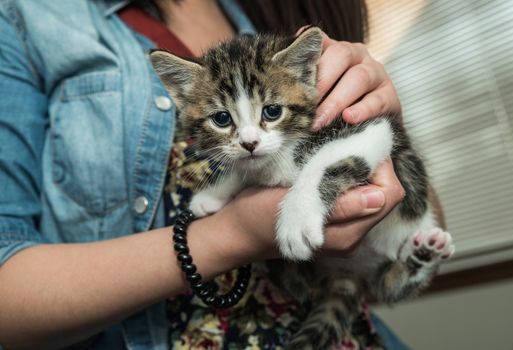 Loving person holding pet baby cat in arms